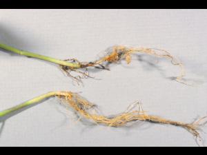 Poivron - Fonte des semis (Rhizoctonia solani)