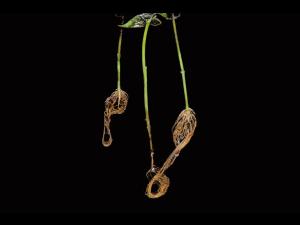 Poivron - Pourriture sclérotique (Sclerotinia sclerotiorum)