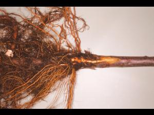 Pomme - Pourriture des racines et du collet (Phytophthora cactorum)