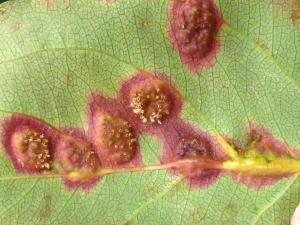 Pomme - Rouille (Gymnosporangium sp.)