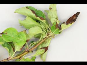 Pomme - Coulure bactérienne (Pseudomonas syringae pv. syringae)