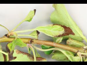 Pomme - Coulure bactérienne (Pseudomonas syringae pv. syringae)