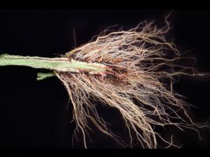 Tomate - Fusariose vasculaire (Fusarium oxysporum f. sp. lycopersici (FOL))