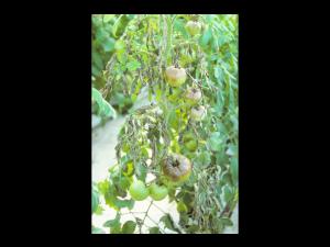 Tomate - Mildiou (Phytophthora infestans)