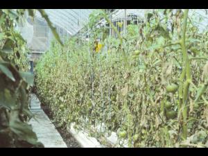 Tomate - Mildiou (Phytophthora infestans)
