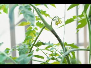 Tomate - Mildiou (Phytophthora infestans)