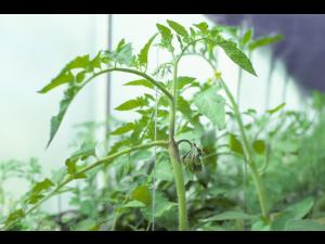 Tomate - Mildiou (Phytophthora infestans)