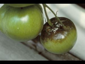 Tomate - Mildiou (Phytophthora infestans)