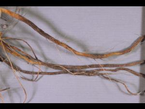 Tomate - Racine liégeuse (Pyrenochaeta lycopersici)