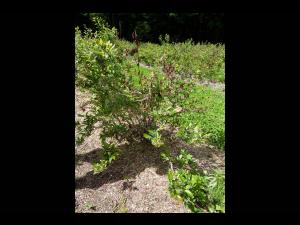 Bleuet - Virus du choc du bleuet (BlShV)