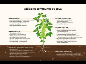 Soya - principales maladies