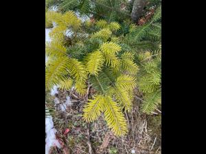 Arbres de Noël (Sapins)_Carences associées à un pH élevé