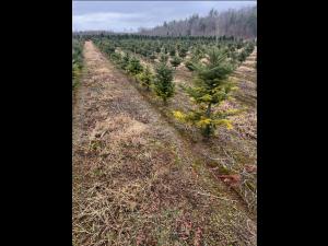 Arbres de Noël (Sapins) - Carences associées à un pH élevé