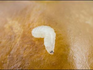 Rhagoletis striatella