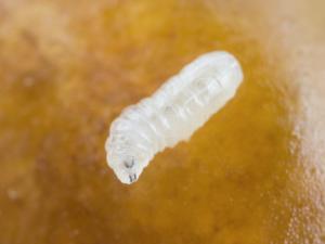 Rhagoletis striatella