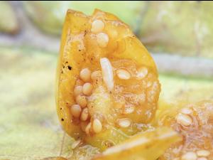 Rhagoletis striatella