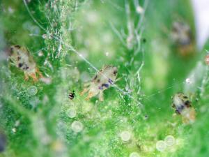 Tétranyque de McDaniel (Tetranychus mcdanieli)