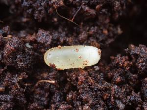 Carabe des bois (Carabus nemoralis)