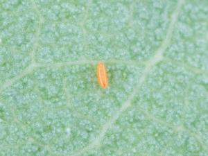 Cécidomyie du puceron (Aphidoletes aphidimyza)