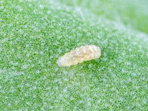 Syrphe d'Amérique (Eupeodes americanus)