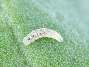 Syrphe d'Amérique (Eupeodes americanus)