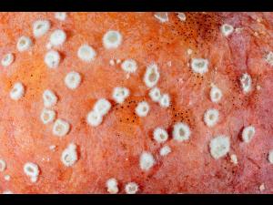 Monilinia_polystroma_1