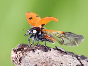 Coccinelle à sept points (Coccinella septempunctata)