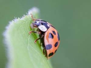 Coccinelle asiatique (Harmonia axyridis)