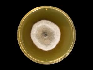 Alternaria_solani_11