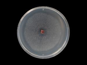 Colletotrichum_acutatum_11