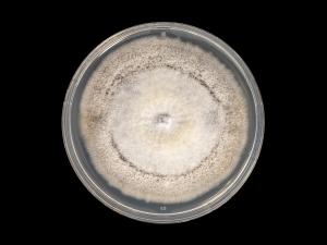 colletotrichum_coccodes_11