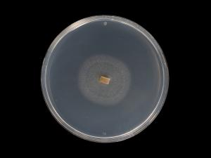 Dactylonectria_torresensis_9