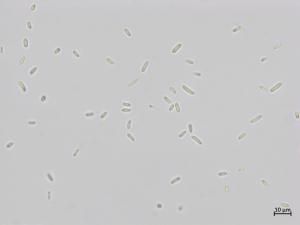 Sarocladium_strictum_3