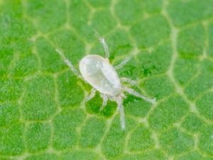 Amblydromalus limonicus