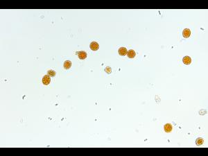 Arthuriomyces sp.