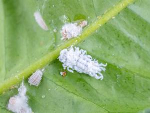 Cryptolaemus montrouzieri