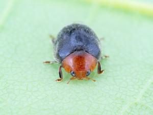 Cryptolaemus montrouzieri