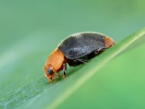 Cryptolaemus montrouzieri