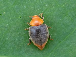 Cryptolaemus montrouzieri