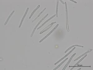 Cercospora_sp_1