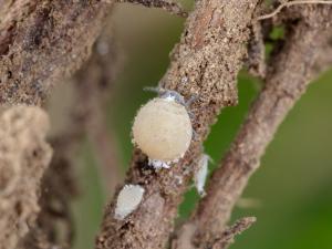 Puceron des racines du sapin baumier (Prociphilus americanus)