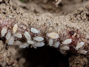 Puceron des racines du sapin baumier (Prociphilus americanus)