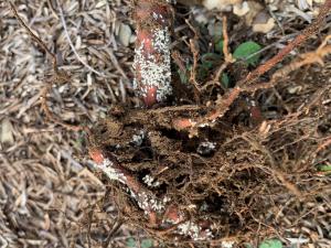 Puceron des racines du sapin baumier (Prociphilus americanus)