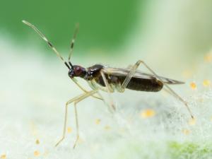 Dicyphus hesperus