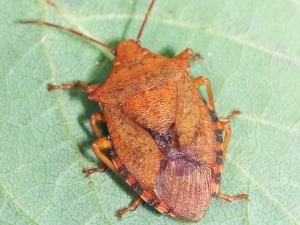 Apateticus bracteatus