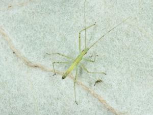 Zelus luridus