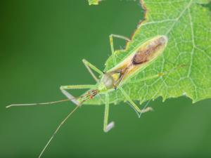 Zelus luridus