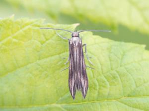 Schreckensteinia festaliella