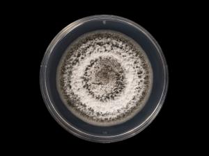  Alternaria_alternata_4 