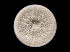 Botryosphaeria_dothidea_5